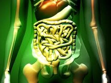 Digestive System - Body Systems!