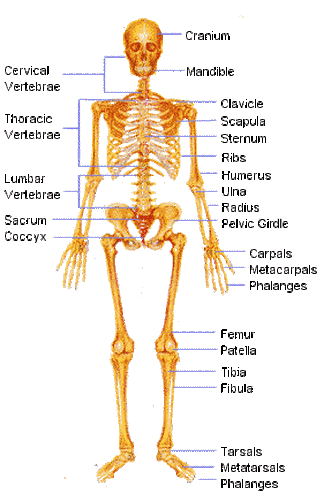 Skeletal System - Body Systems!
