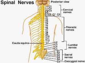 Nervous System - Body Systems!