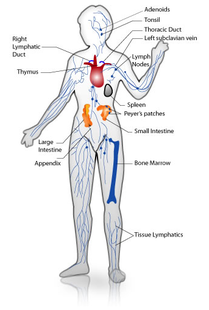 Endocrine and Immune System - Body Systems!
